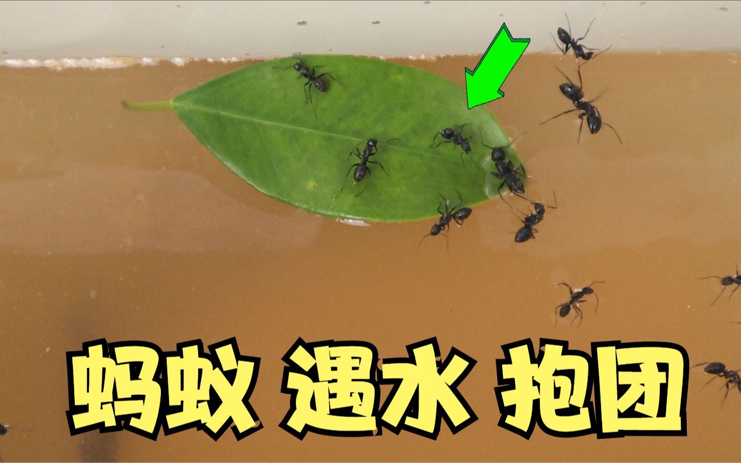 把蚂蚁放进水里,就会抱团搭建"陆地"?