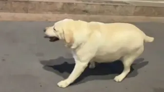“谁教你这么走路的？”