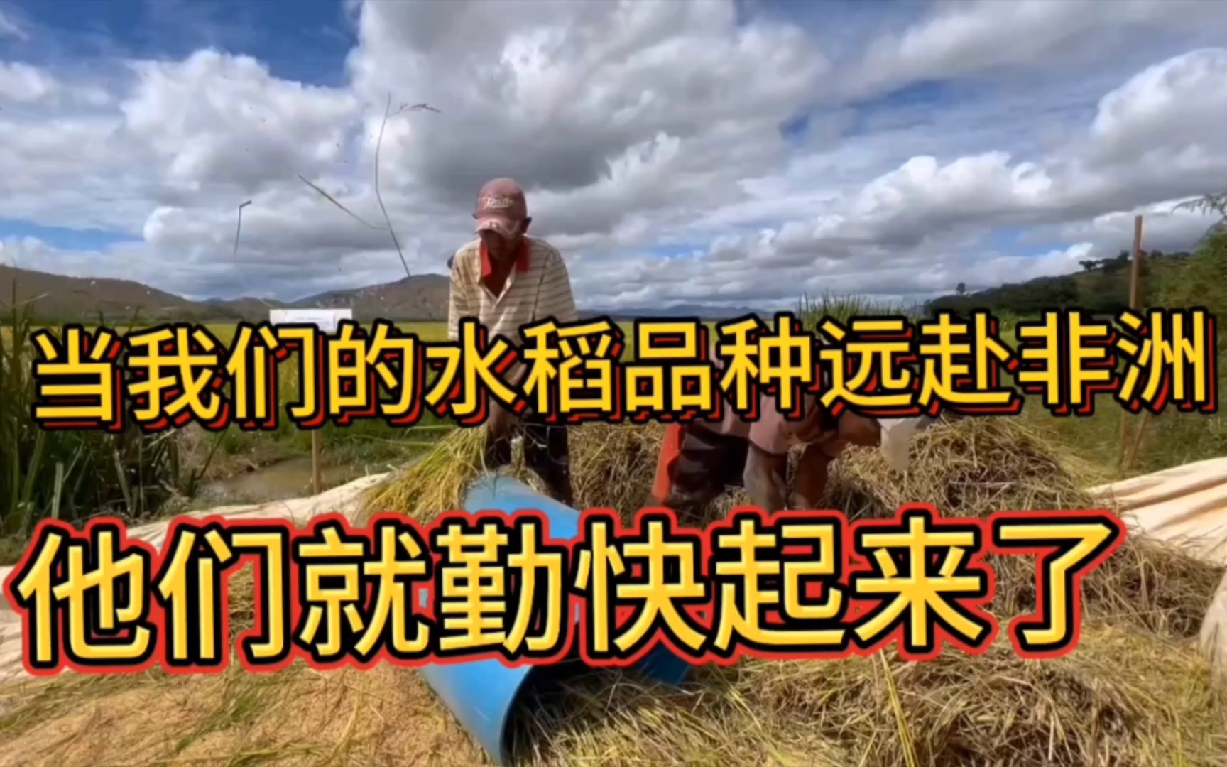 我们的水稻品种到了非洲,丰收以后非洲的同胞都勤快起来了哔哩哔哩bilibili