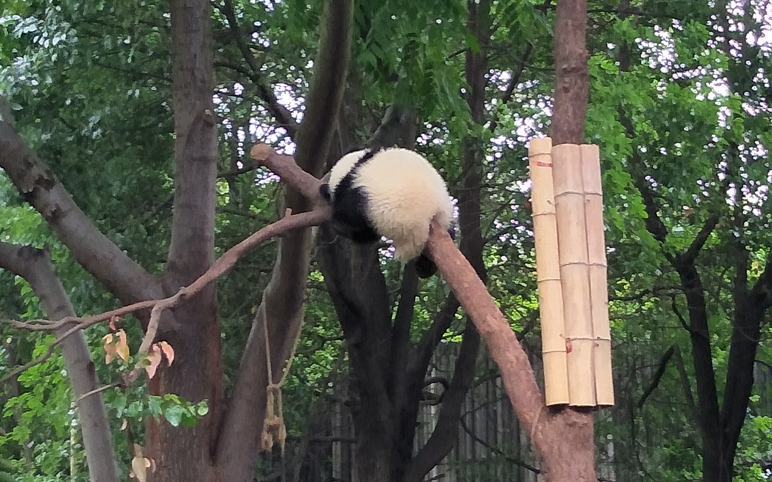 【熊猫】两只圆滚滚之间的树枝争夺战