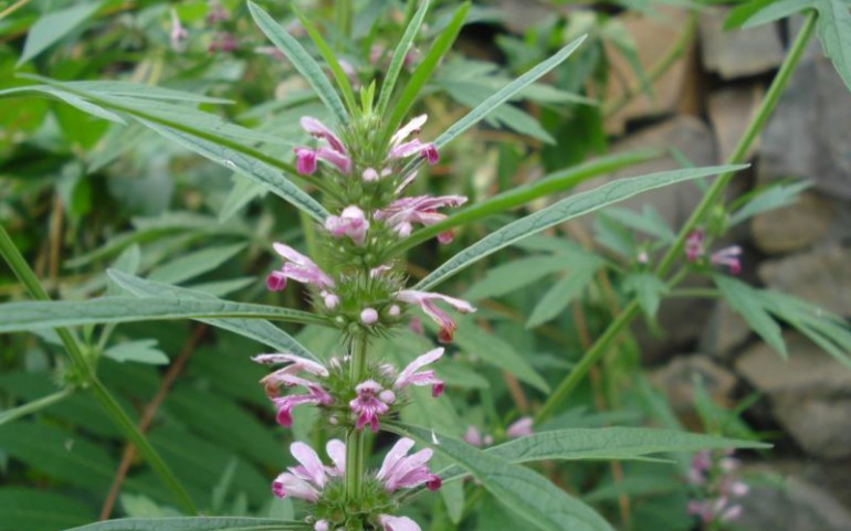 魅力中草药每日一药之茺蔚子