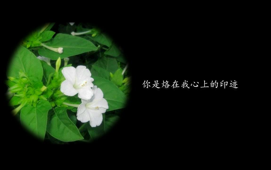 草茉莉情书哔哩哔哩bilibili