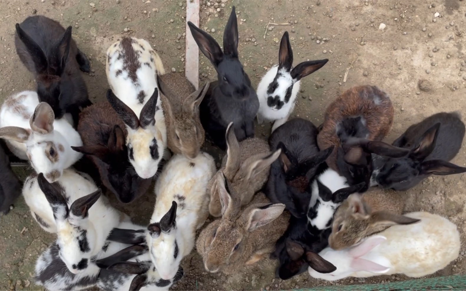 瞧这一大窝兔子:起得早,跑得欢,多可爱呀