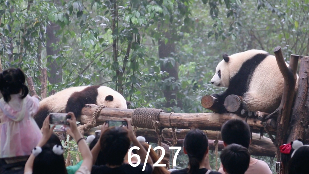 [图]6/27早...花花和弟弟都在架子上睡觉，弟弟一直注视姐姐，可乖了