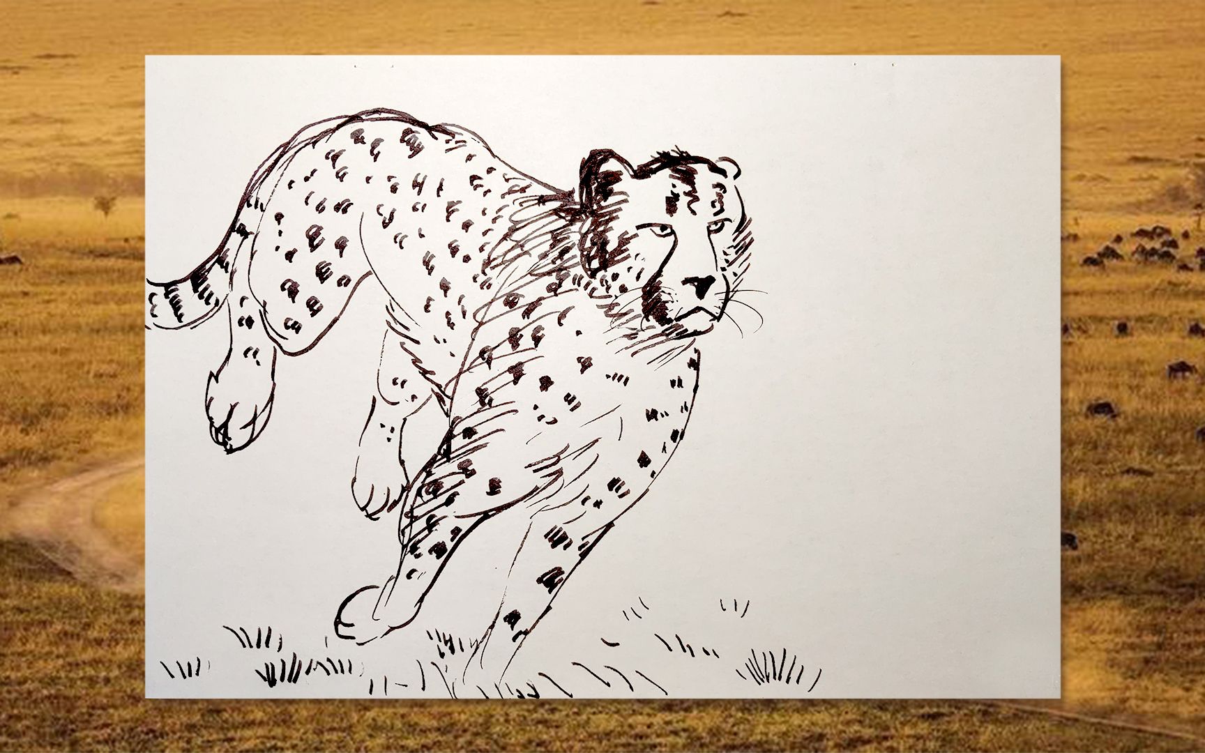 猎豹怎么画画法图片