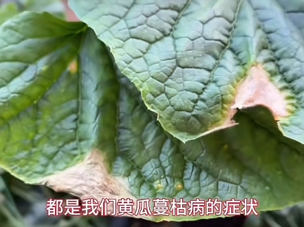 黄瓜蔓枯病侵染叶片和茎干症状
