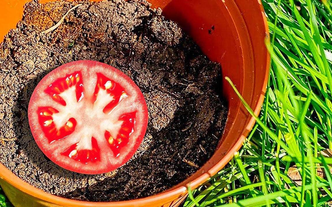 20个超赞植物艺术和技巧(老外连标题都如此夸张.天生标题党)