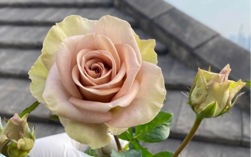 尼古拉斯的初恋(失忆);我最爱的咖啡色月季,没有之一