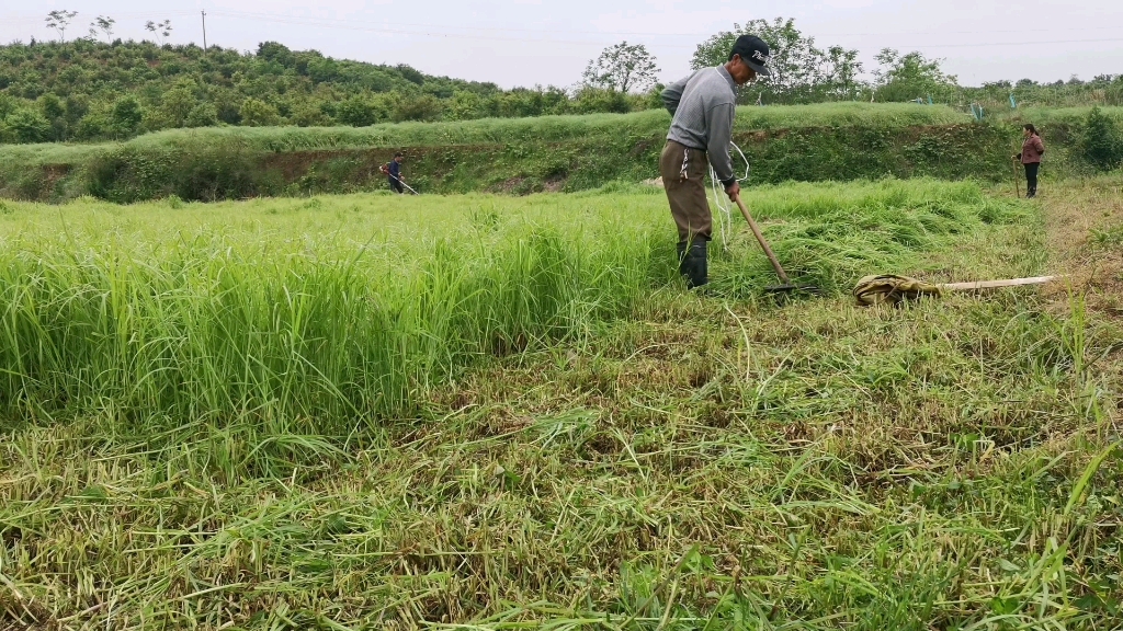 农村养母牛首选牛鞭草,春季牧草如何管理?割草施肥产量翻倍哔哩哔哩bilibili