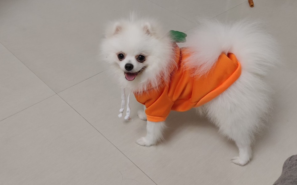 你家的博美狗狗穿上衣服是不是都很漂亮呀?