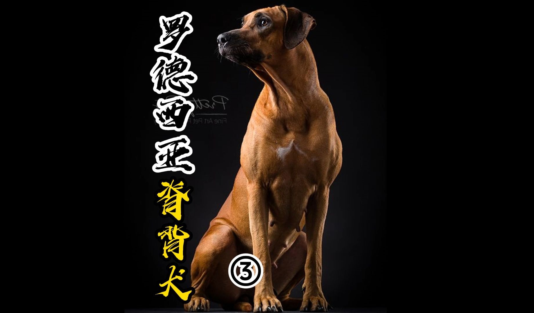 犬种标准化下的罗德西亚脊背犬哔哩哔哩bilibili