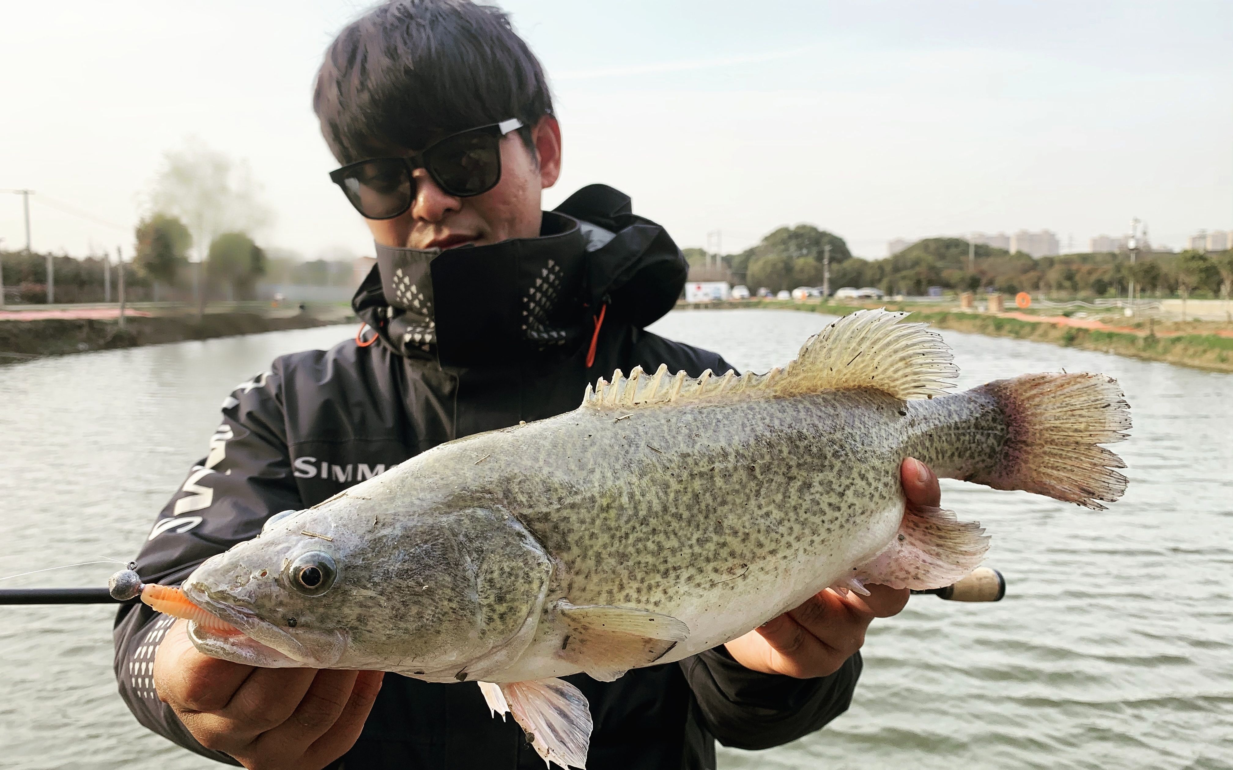 淡水龙纹斑鱼图片图片