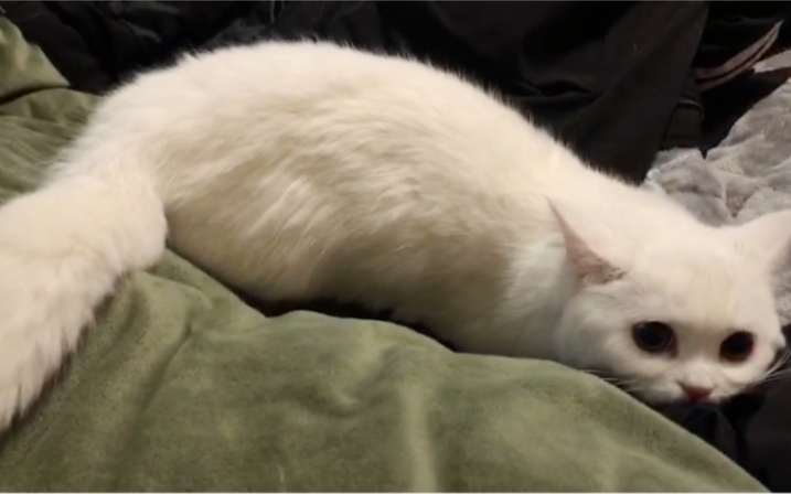 一尾狐生气起来自己都打