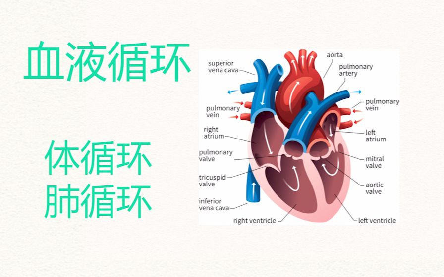 【医学英语】每天3分钟血液循环—心脏哔哩哔哩bilibili