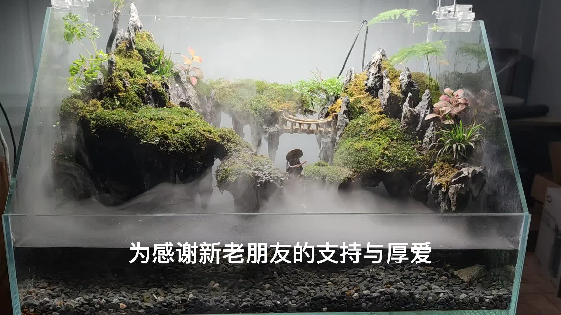 60cm水陆缸造景哔哩哔哩bilibili