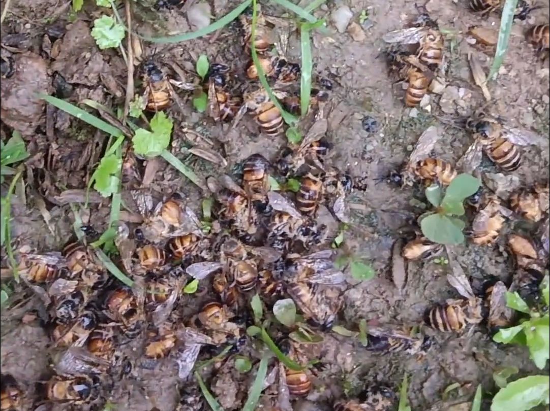 蜂农称种植户用无人机喷洒农药,致一百多箱蜜蜂死亡:损失十几万哔哩哔哩bilibili