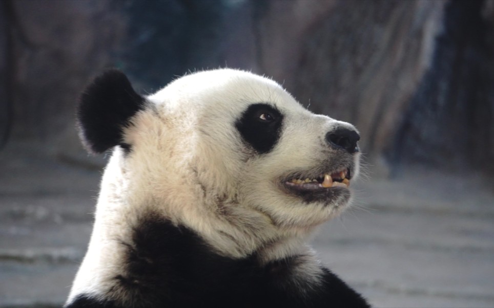 【大熊猫竹韵】妈妈熊的侧脸戏很多_哔哩哔哩_bilibili