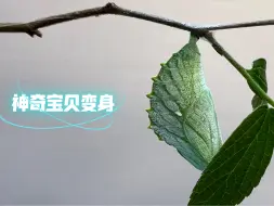 Video herunterladen: 黑脉蛱蝶羽化，两角虫完美变身