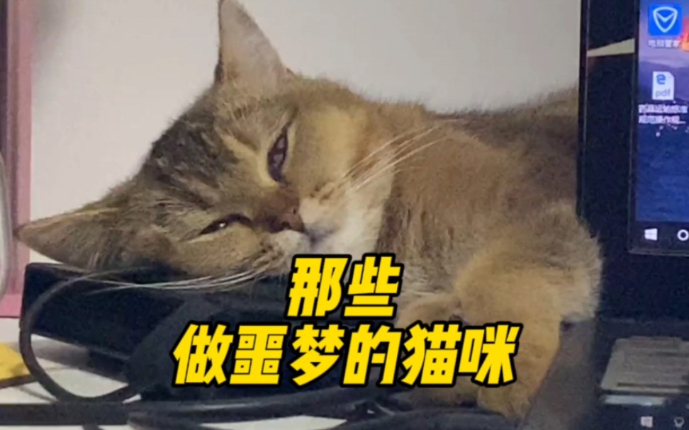 [图]那些做噩梦的猫咪，来看看谁的动作最夸张