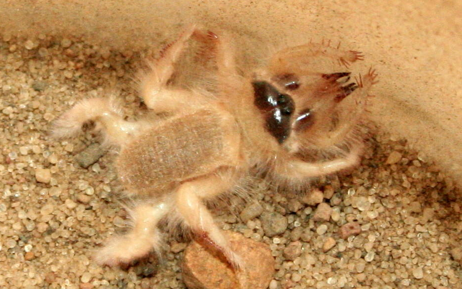 骆驼蜘蛛避日目