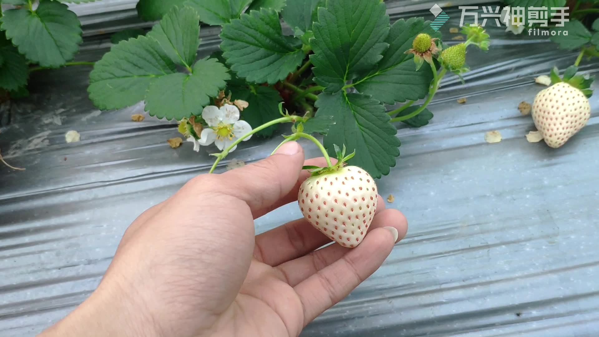 日常田园白草莓采摘生活,顶级白色草莓的采摘盛宴!哔哩哔哩bilibili