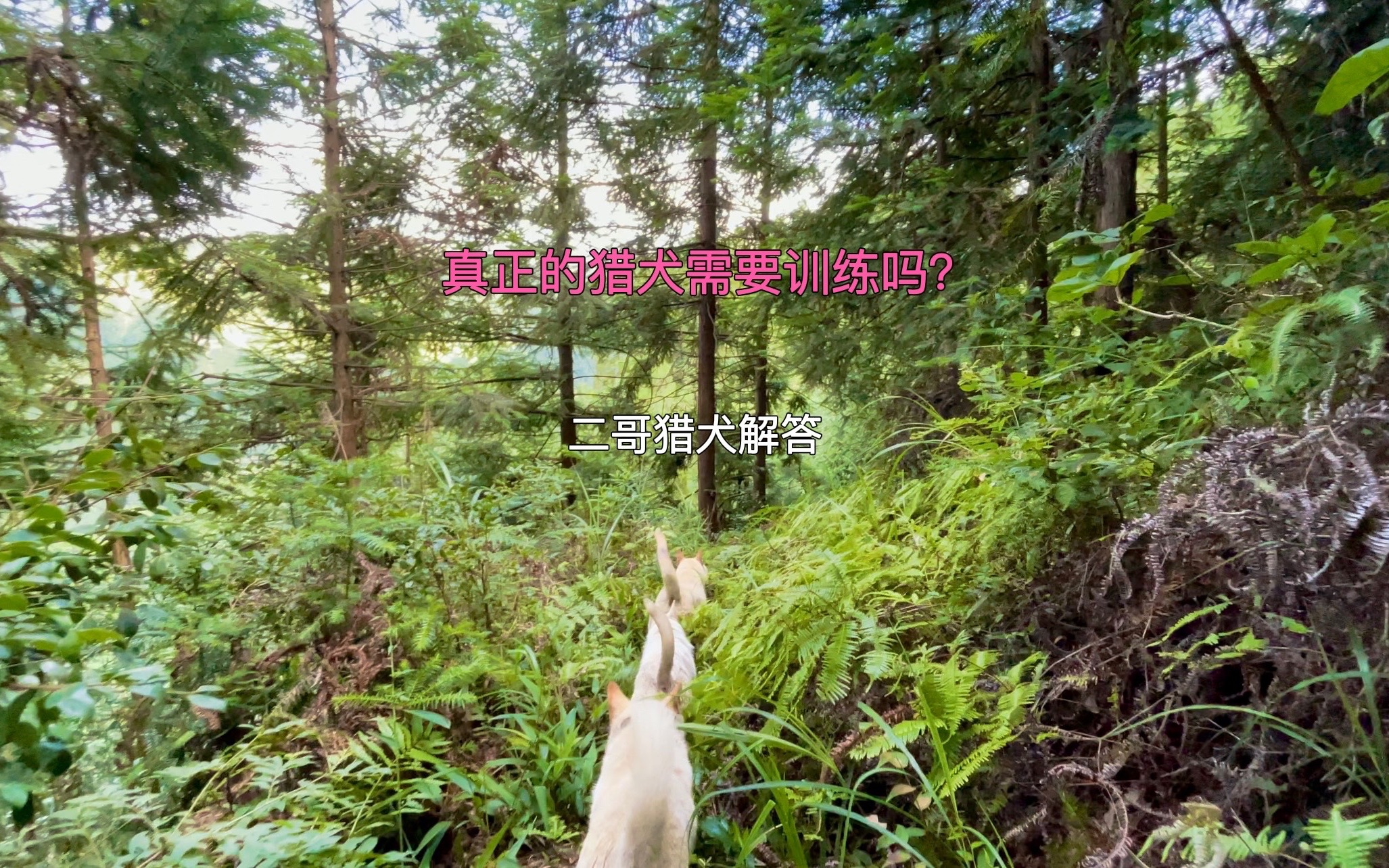 真正的猎犬需要训练吗?了解这些道理你就明白激发猎犬的捕猎技能哔哩哔哩bilibili