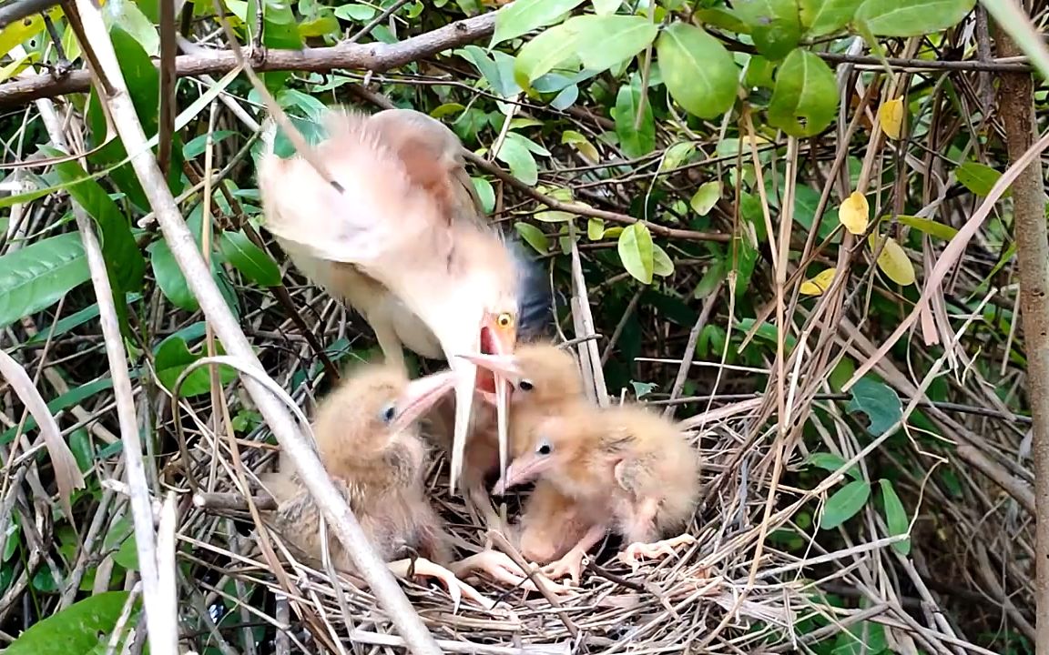 黄苇鳽育雏,幼鸟:兄弟们快点上,我已经抓住妈妈了