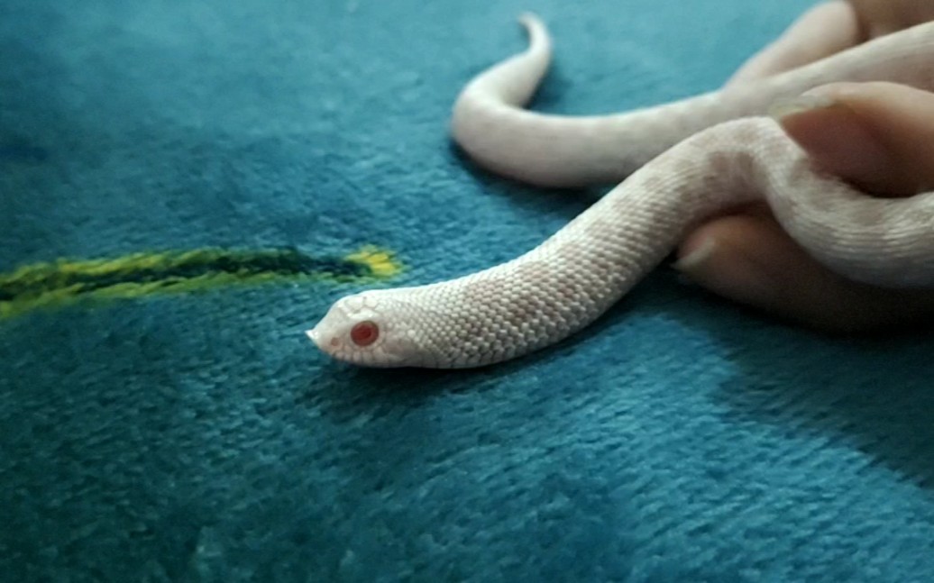白化康达猪鼻蛇图片
