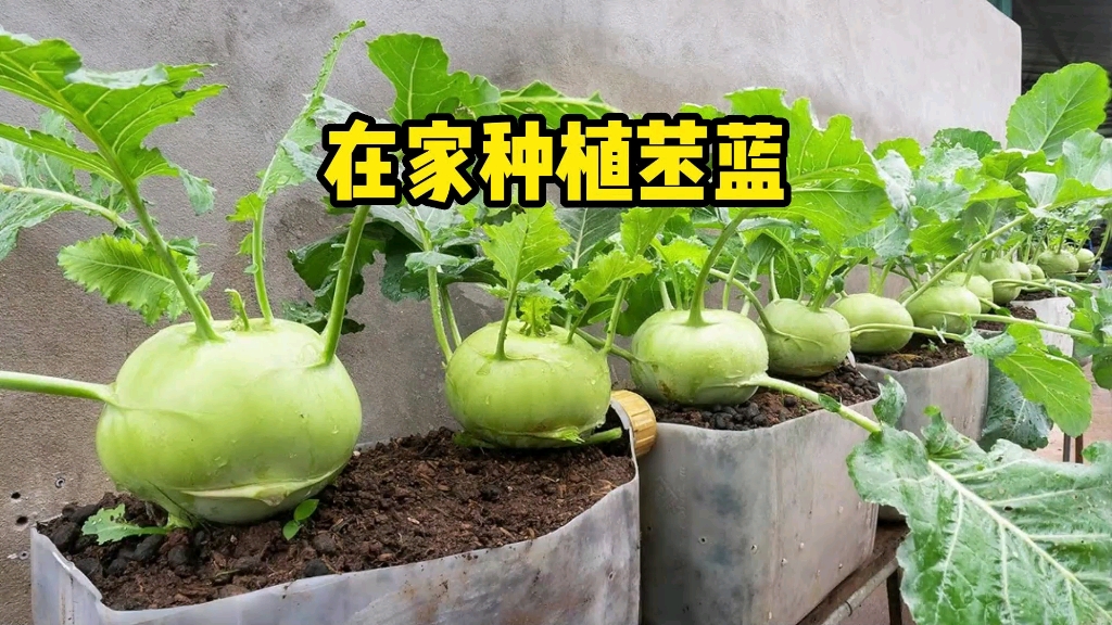 苤蓝好种植易管理,家里有个阳台小院都能种得好哔哩哔哩bilibili