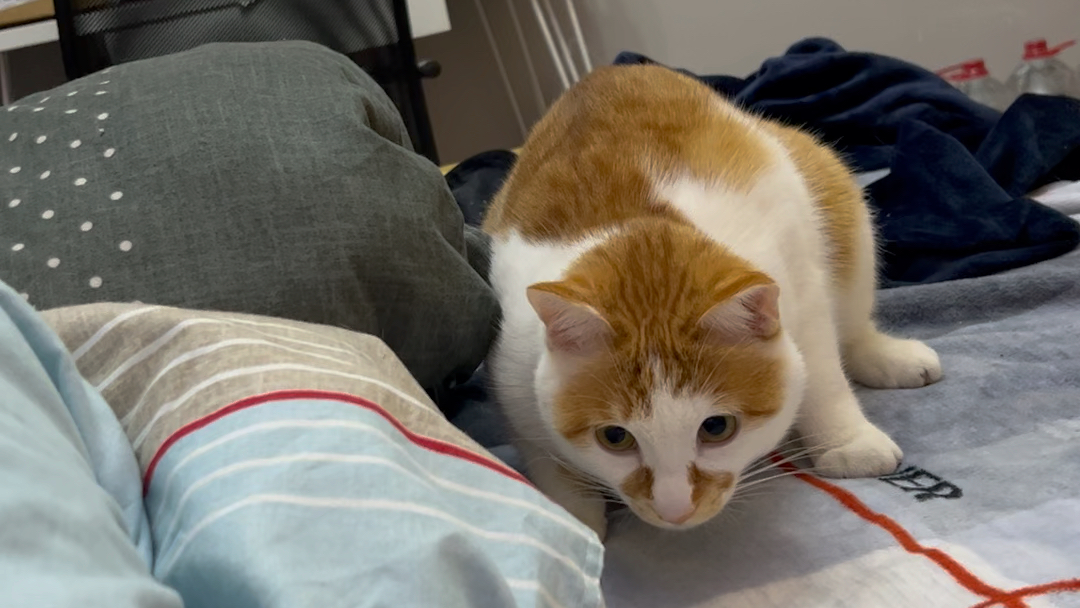 猪咪好奇_哔哩哔哩_bilibili