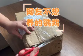 Скачать видео: 网友给我发来两只鹦鹉，当我打开包装才明白他为什么不想养了