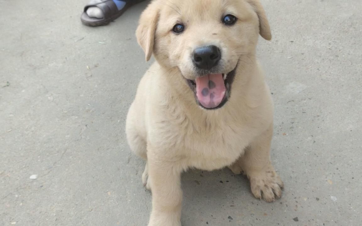 小狗太笨卖不掉,被怀疑连家都不认识,狗被弄湿两次