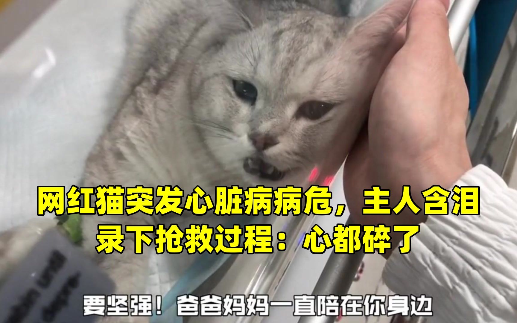 网红猫突发心脏病病危,主人含泪录下抢救过程:心都碎了