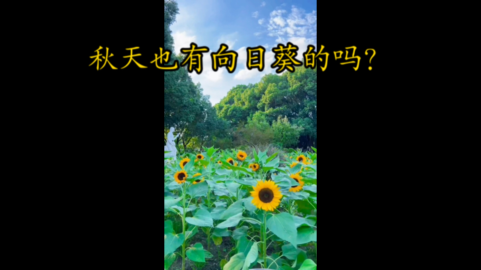 玄武湖的向日葵花海……哔哩哔哩bilibili