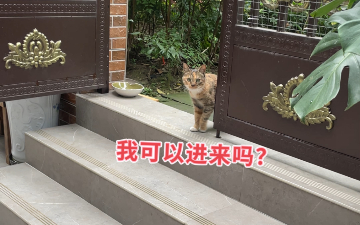 [图]社牛猫，进院里来了。一声喵叫，叫到我心坎里去了。虽然它很可爱。但是应该是有家的。就不绑架了。我们这边小区包括周边商铺很多都散养猫咪