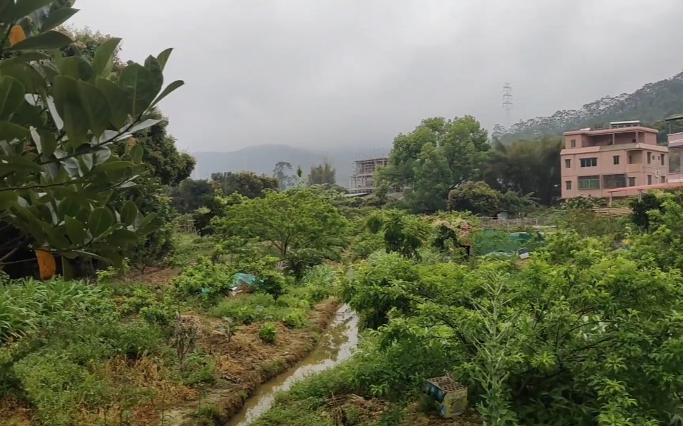 广东省惠州市惠阳区农村,到处鸟语花香,春意盎然,实在是太美了!哔哩哔哩bilibili