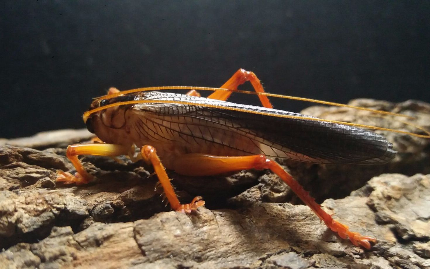 【打架(wèi shí)】朦透翅蟋螽vs中华螽斯(残)_哔哩哔哩 (゜-゜)つロ