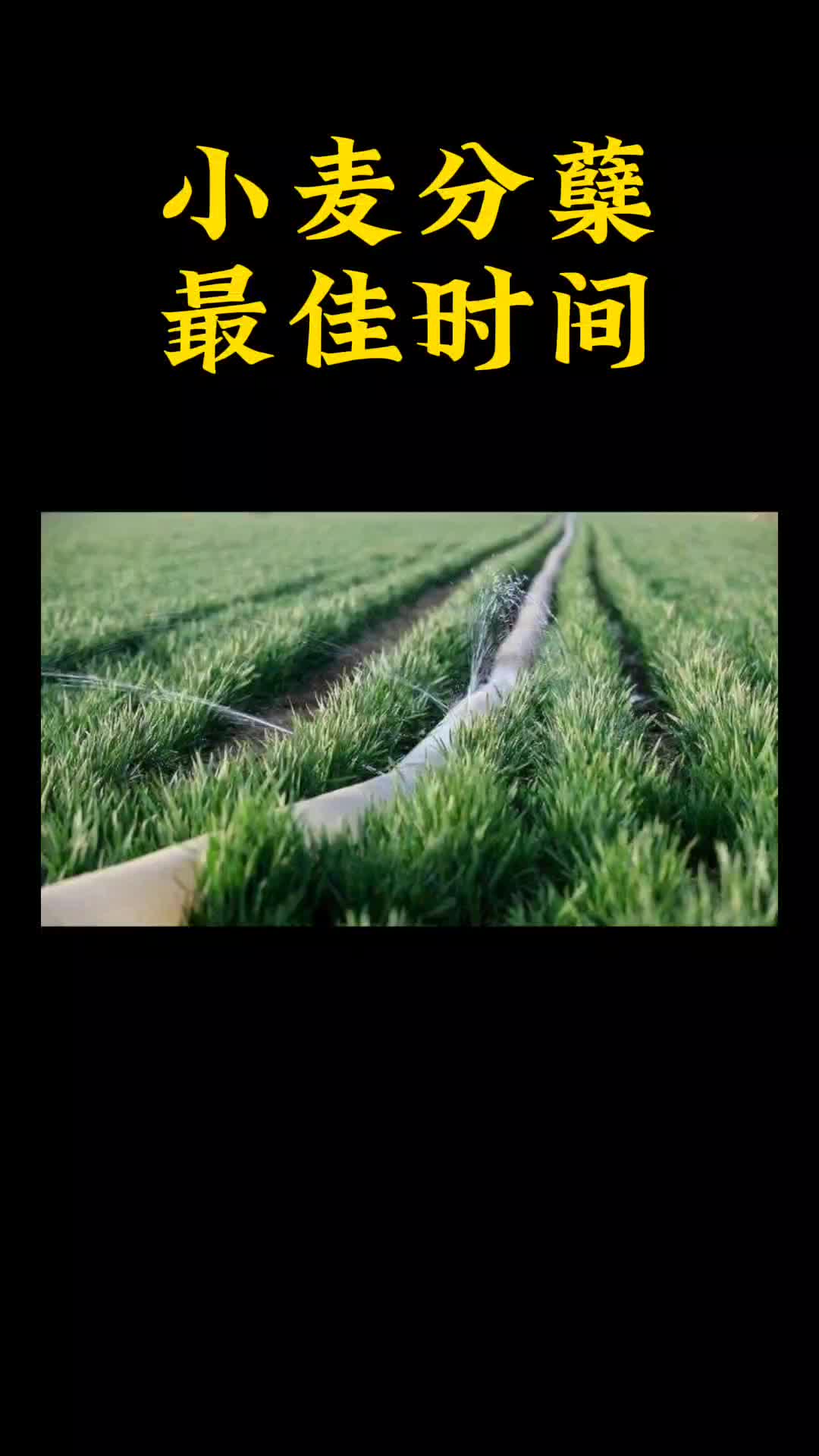 小麦分蘖的z佳时间哔哩哔哩bilibili