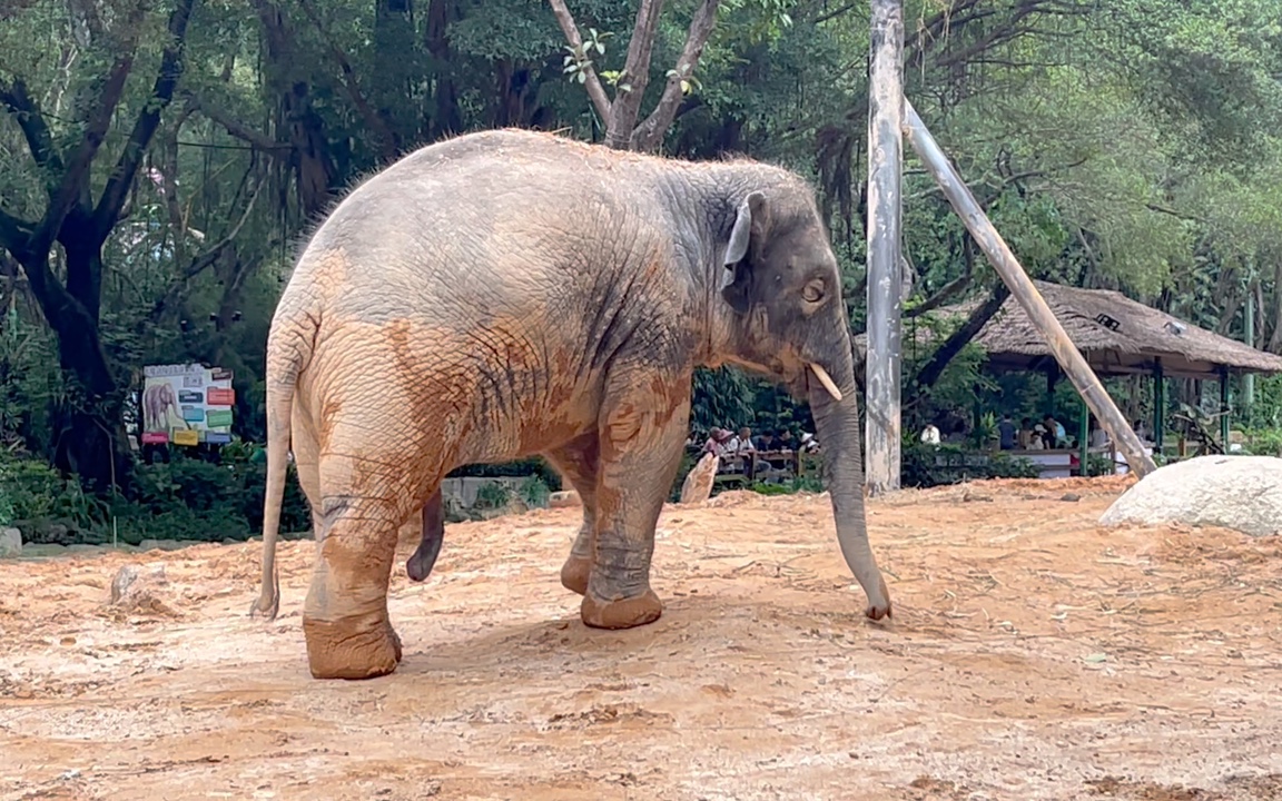 【亚洲象】这个小象实在是太潦草了
