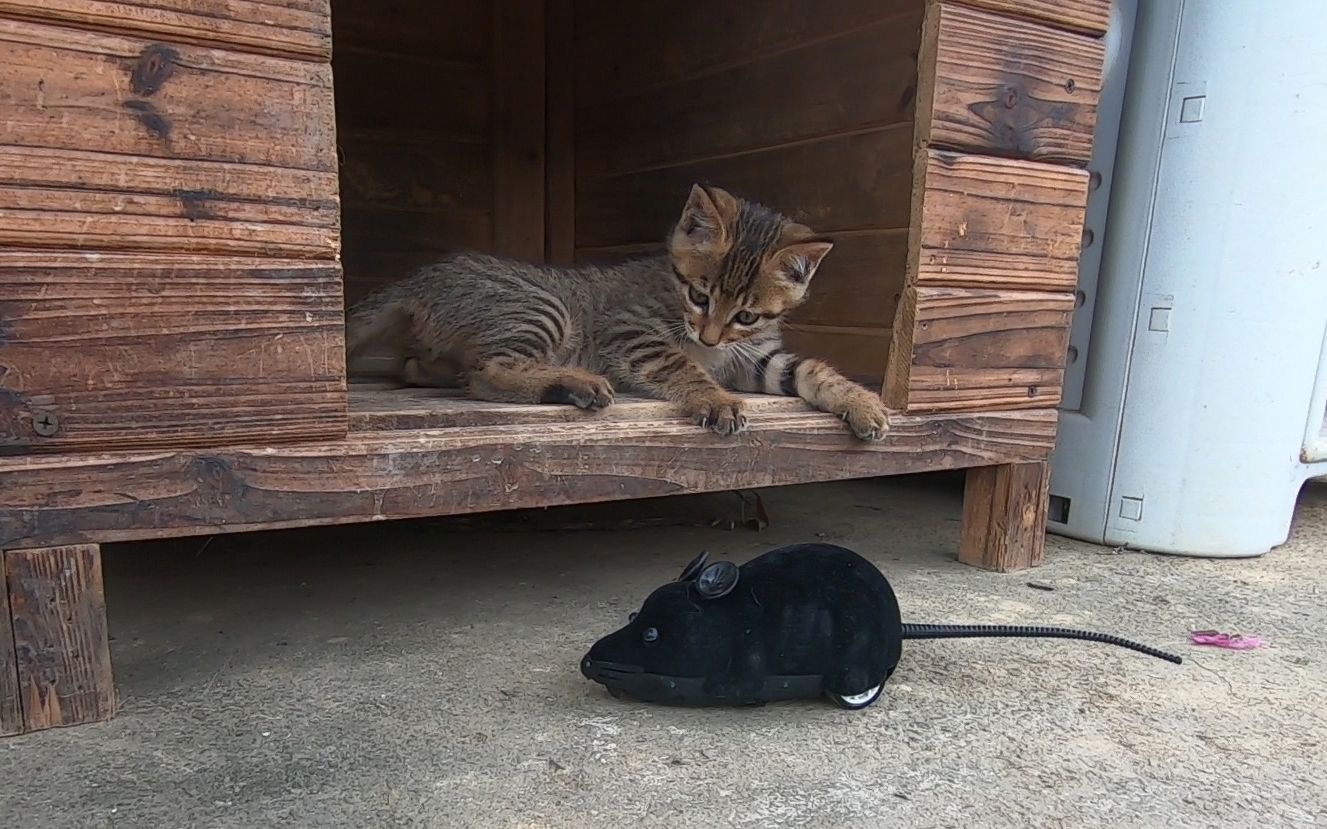 网购一只逗猫电动老鼠,把猫猫吓得够呛,最后躲着不敢出来哔哩哔哩bilibili