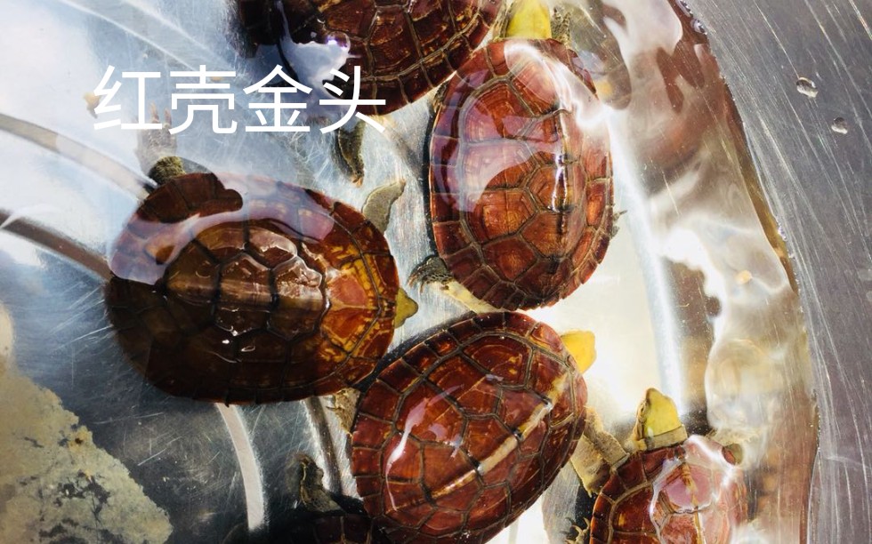 红壳金头小青龟,很可爱