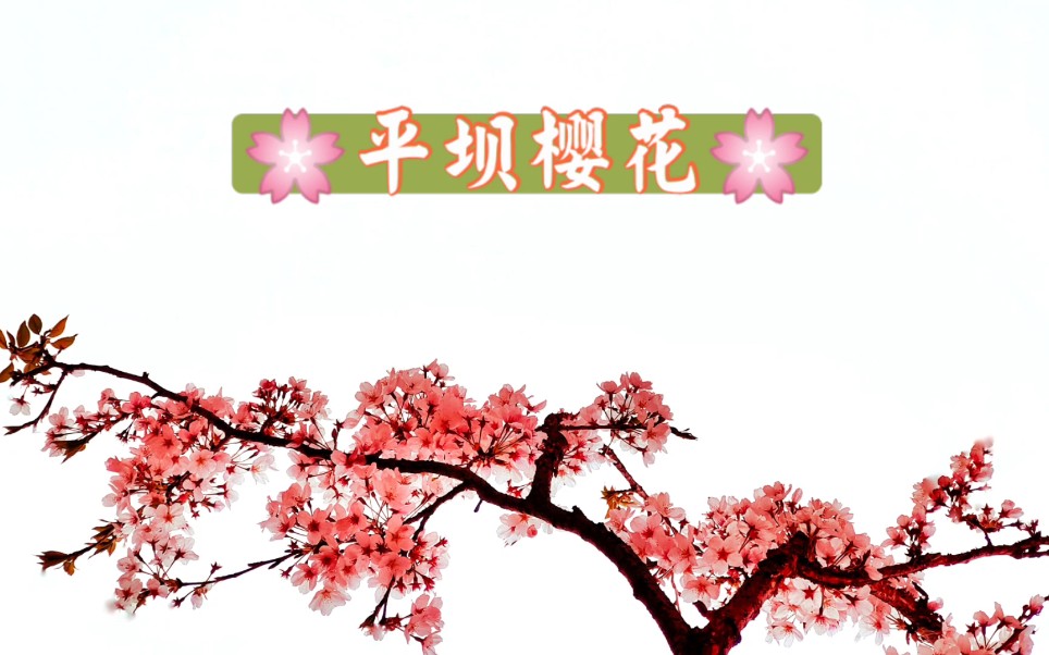 贵州 平坝樱花哔哩哔哩bilibili