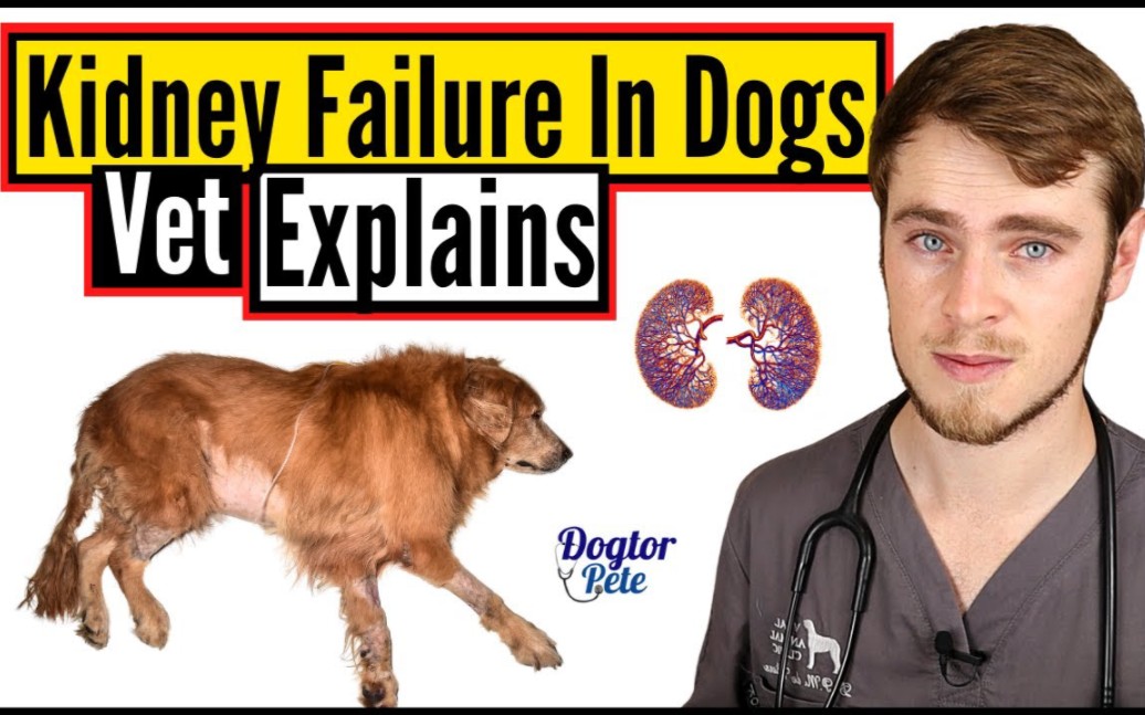 【犬肾功能衰竭】Kidney Failure In Dogs | Everything You NEED To Know哔哩哔哩bilibili