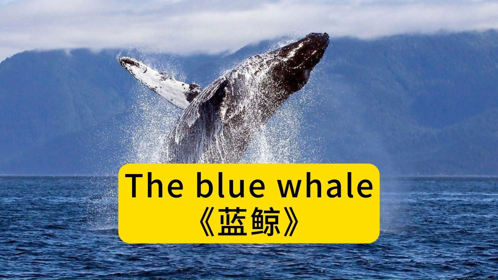 保护蓝鲸英语海报图片