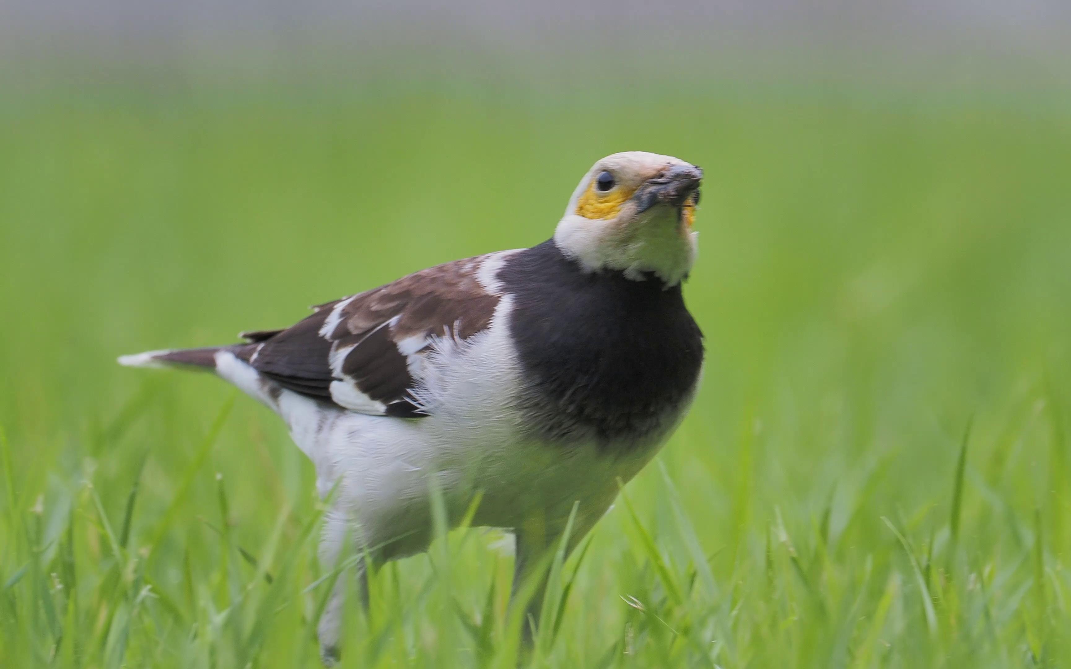 草地上觅食的黑领椋鸟