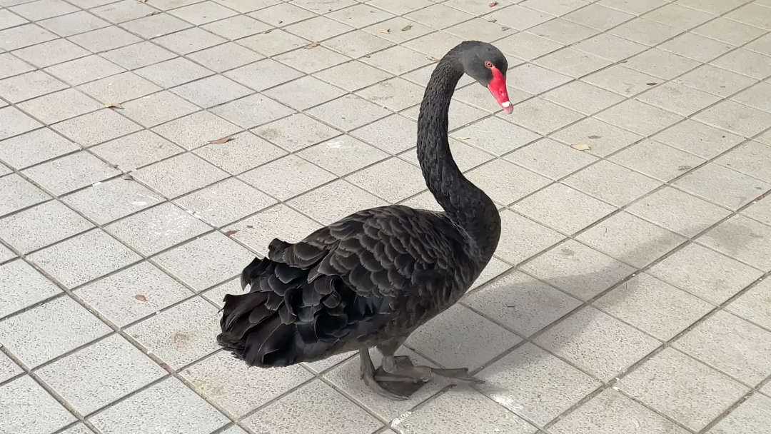 图书馆前面的一只大黑鸭子