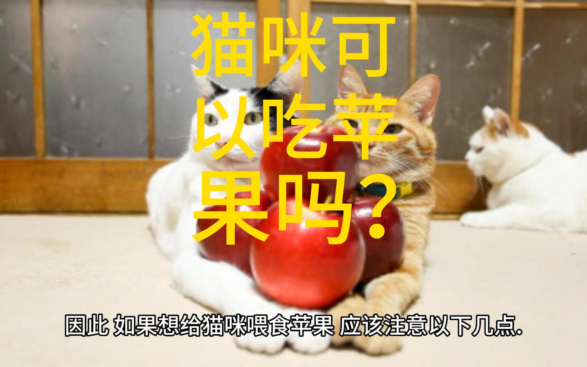 猫咪可以吃苹果吗?哔哩哔哩bilibili