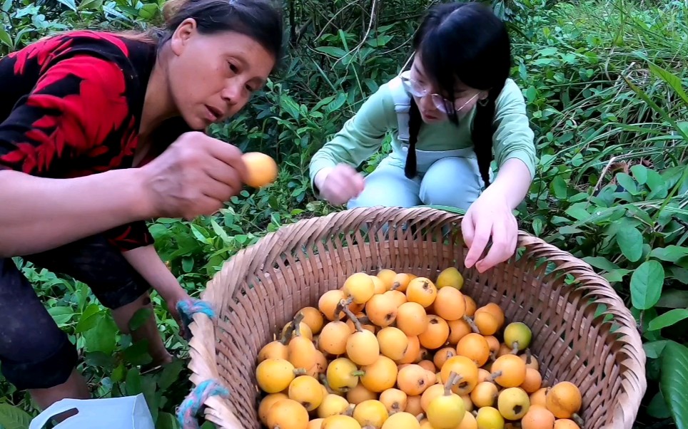 陈半仙带着媳妇儿回农村老家摘枇杷,一个多小时就摘了满满一背篓哔哩哔哩bilibili