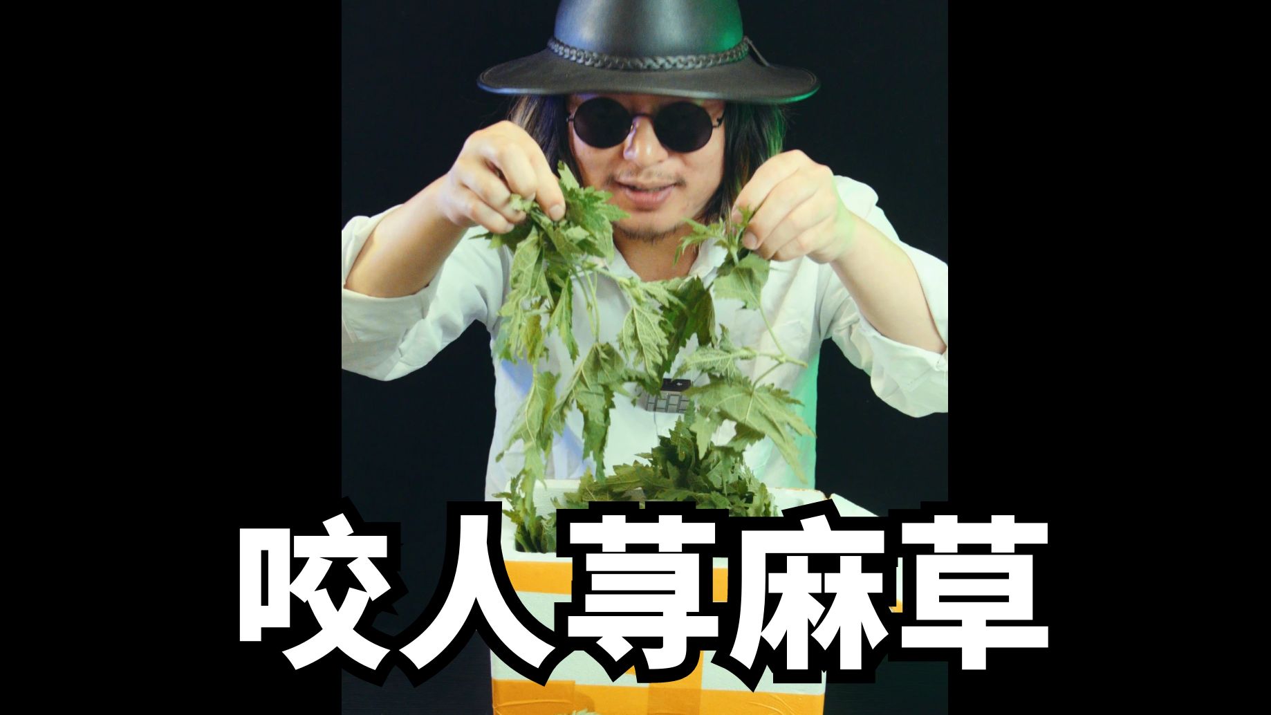 人类早期驯服荨麻草视频哔哩哔哩bilibili