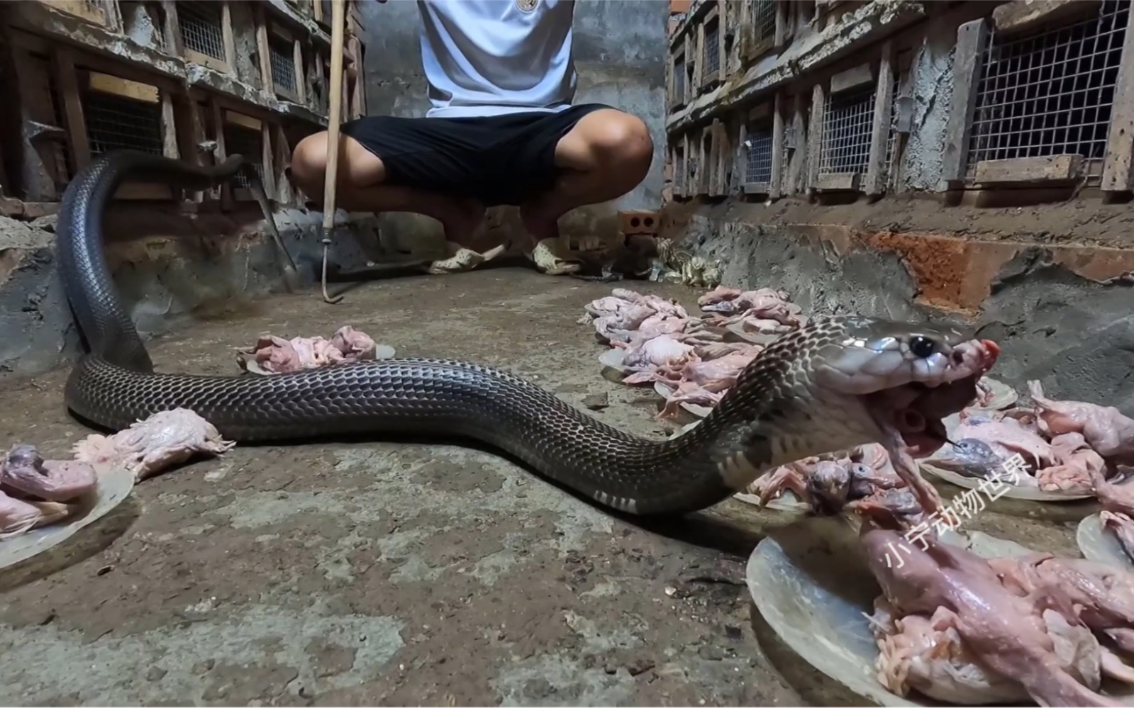 越南人如何靠养殖眼镜蛇年赚百万,你心动了吗?